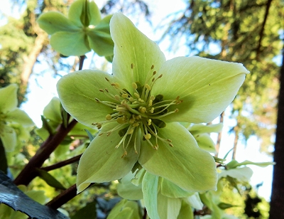Lenten Rose, Elk Rock Garden