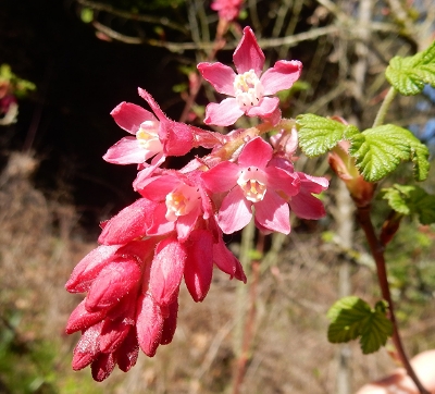 Red Flowering Currant, Elk Rock Garden