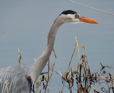Heron, Ridgefield Wildlife Refuge