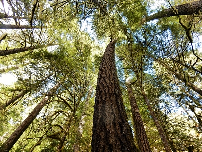 Forest, Upper Salmon River Trail