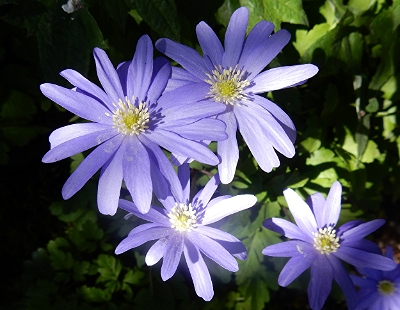 Anemone, Elk Rock Garden