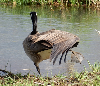 Goose, Steigerwald Wildlife Refuge