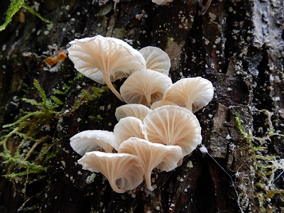 Mushrooms, Salmon River Trail