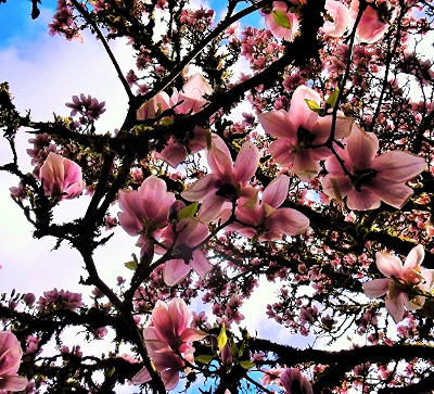 Magnolia, Elk Rock Garden