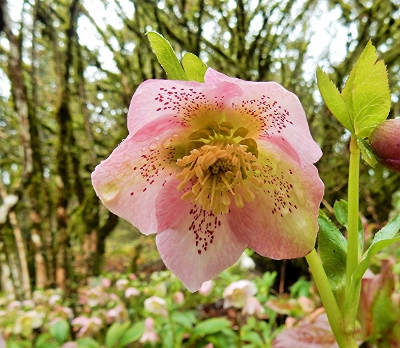 Lenten Rose, Elk Rock Garden