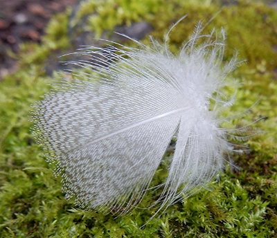 Feather, Crystal Springs Rhododendron Garden