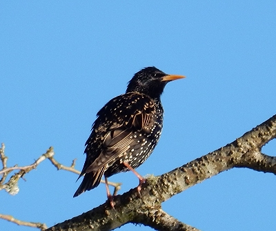 European Starling, Steigerwald Wildlife Refuge