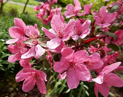 Dogwood, Wildlife Botanical Garden