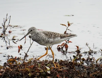 Greater Yellow Legs, Steigerwald Wildlife Refuge