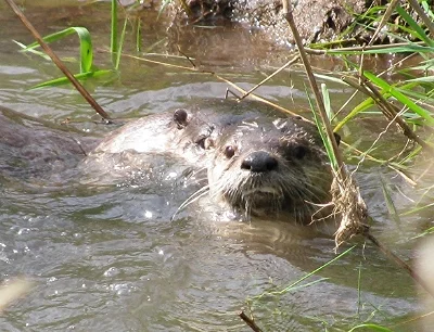 Otters, Steigerwald Wildlife Refuge