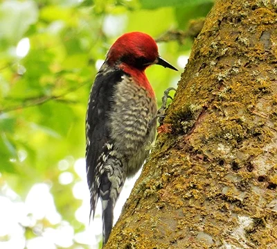 Sapsucker, Wildlife Botanical Garden