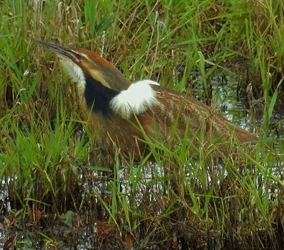 Bittern, Steigerwald Wildlife Refuge