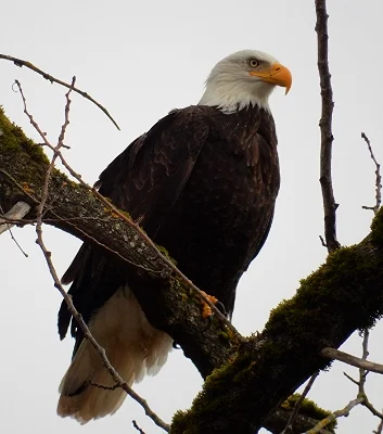 Eagle, Steigerwald Wildlife Refuge