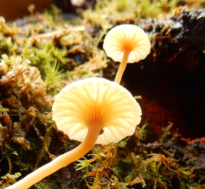 Mushrooms, Upper Salmon River Trail
