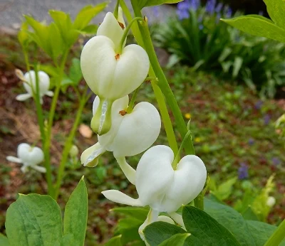 Bleeding Hearts, Wildlife Botanical Garden