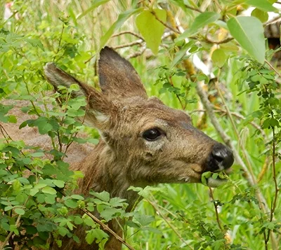Deer, Steigerwald Wildlife Refuge