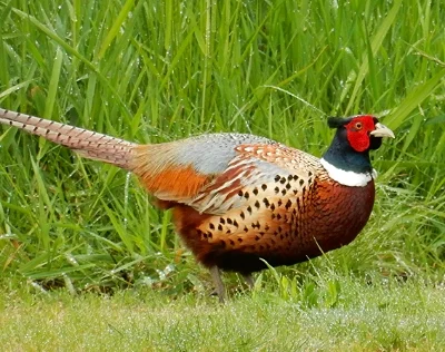 Pheasant, Steigerwald Wildlife Refuge