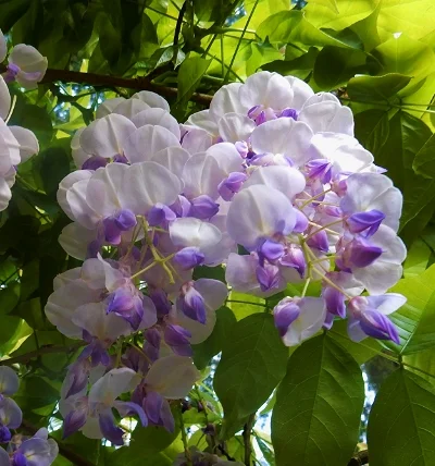 Wisteria, Wildlife Botanical Garden