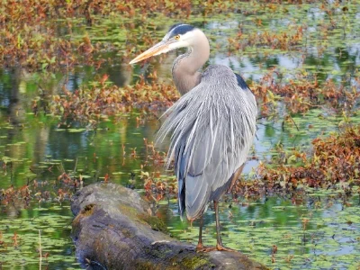 Heron, Steigerwald Wildlife Refuge