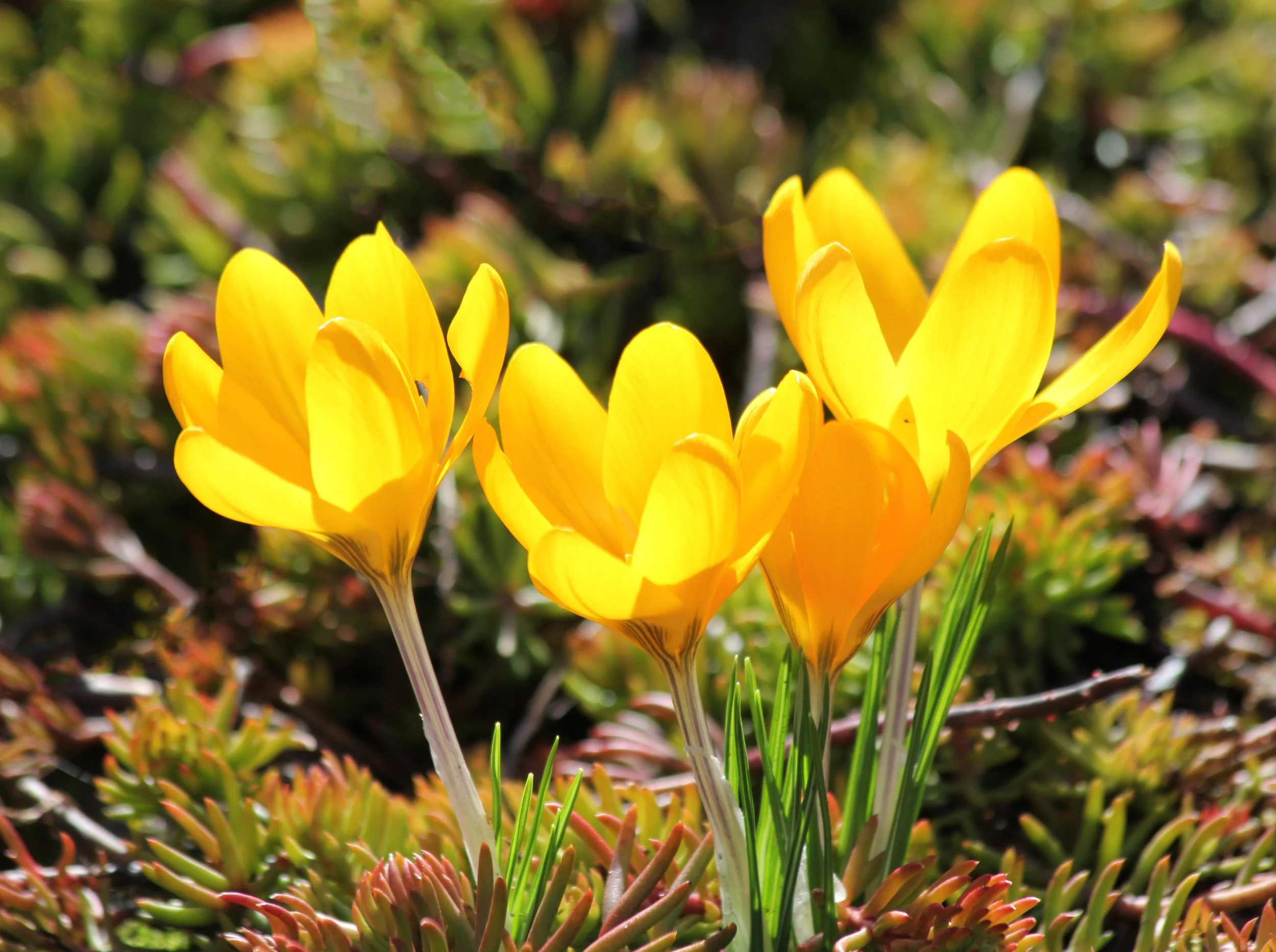 Crocus