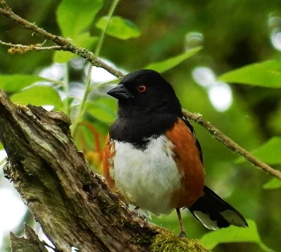 Tohee, Ridgefield Wildlife Refuge