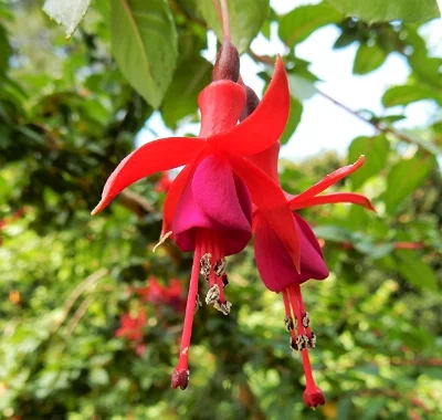 Fuchsia, The Rose Garden