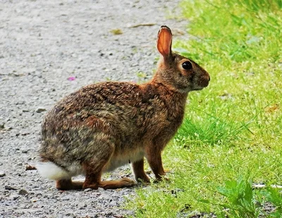 Rabbit, Steigerwald Wildlife Refuge