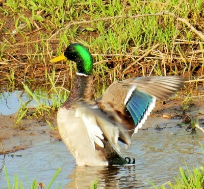 Mallard, Steigerwald Wildlife Refuge