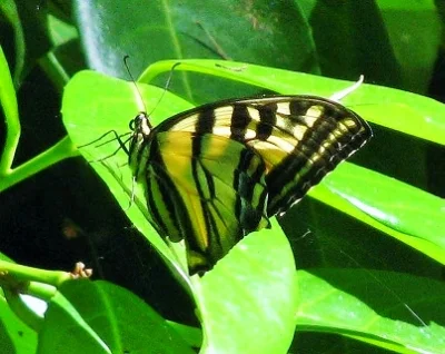 Butterfly, Lucia Falls