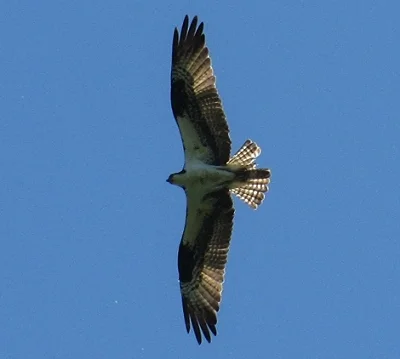 Osprey, Steigerwald Wildlife 