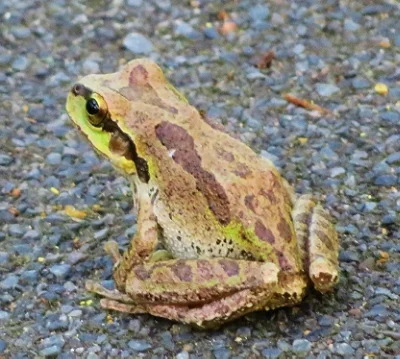 Frog, Ridgefield Wildlife Refuge
