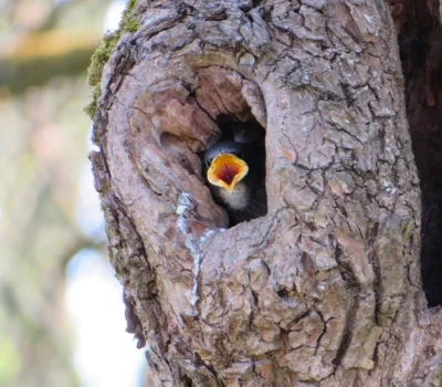 Hungry Baby Bird, Ridgefield Wildlife Refuge