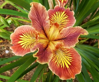 Iris, Wildlife Botanical Garden