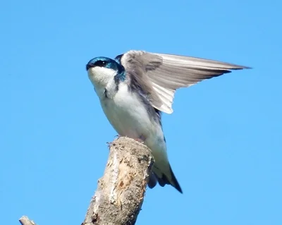 Tree Swallow, Ridgefield Wildlife Refuge