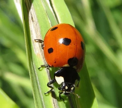 Lady Bug, Ridgefield Wildlife Refuge