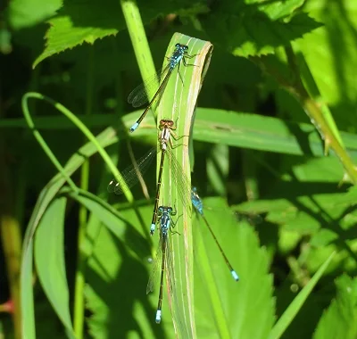 Damsels, Ridgefield Wildlife Refuge