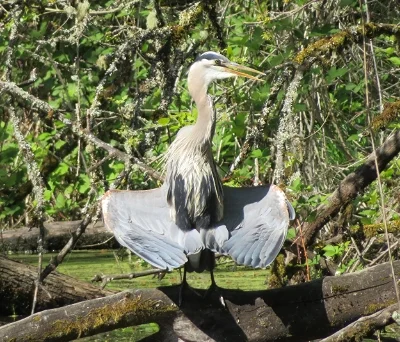 Heron, Ridgefield Wildlife Refuge