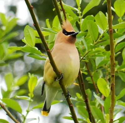 Cedar Waxwing, Steigerwald Wildlife Refuge