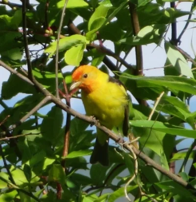 Male Western Tanager, Steigerwald Wildlife Refuge