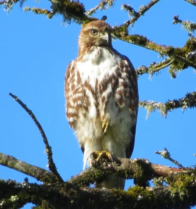 Red Tail Hawk, Ridgefield Wildlife Refuge
