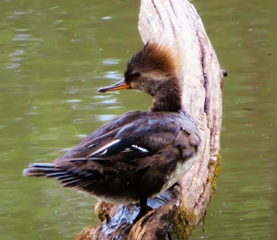 Female Merganser, Steigerwald Wildlife Refuge