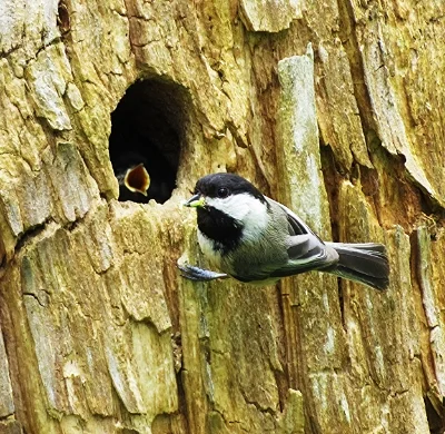 Chickadee and Babies, Steigerwald Wildlife Refuge