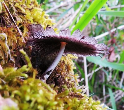 Mushroom, Lucia Falls
