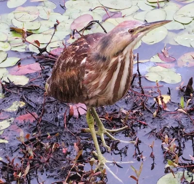 Bittern, Steigerwald Wildlife Refuge