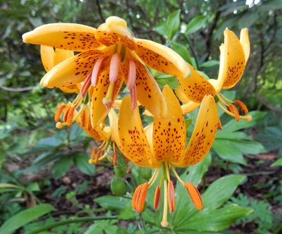 Lily, Elk Rock Garden