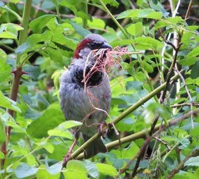 House Sparrow, Wildlife Botanical Garden
