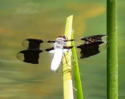 Dragonfly, Wildlife Botanical Garden
