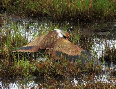 Bittern Mating, Steigerwald Wildlife Refuge
