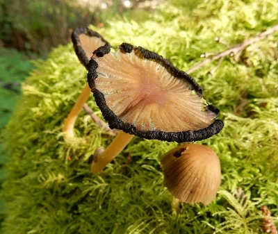 Mushrooms, Tryon Creek State Park