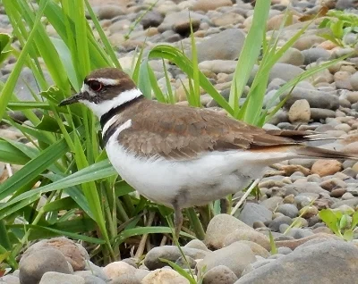 Kildeer, Steigerwald Wildlife Refuge